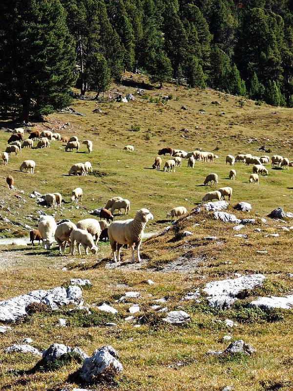 DSCF3299.JPG - Schafe auf der Alp da Munt