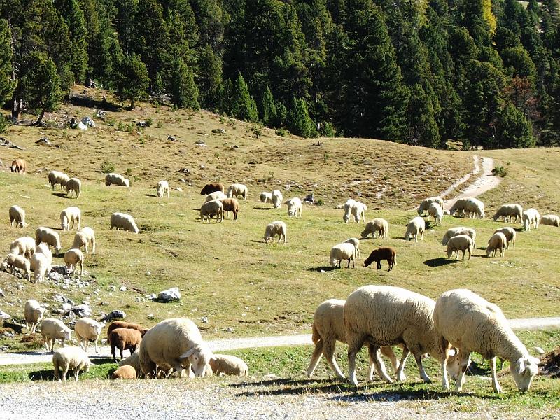 DSCF3302.JPG - Schafe auf der Alp da Munt