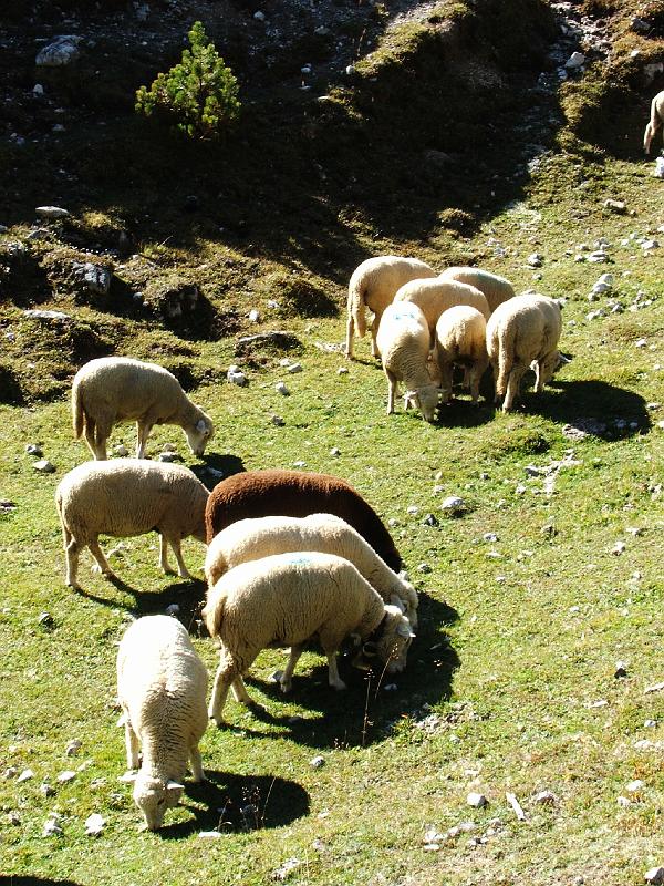 DSCF3304.JPG - Schafe auf der Alp da Munt