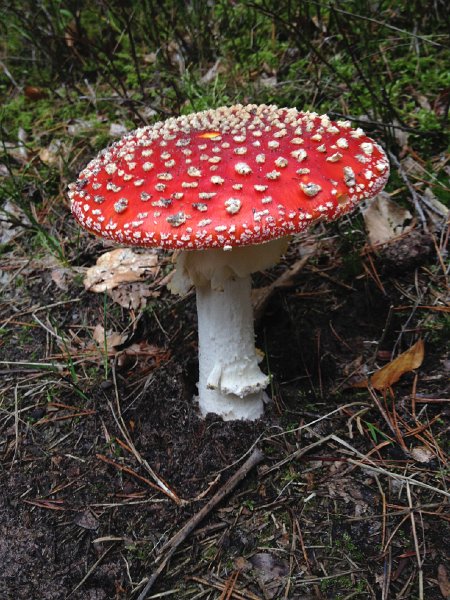 IMG_4690.jpg - Fliegenpilz Nr. 1000....