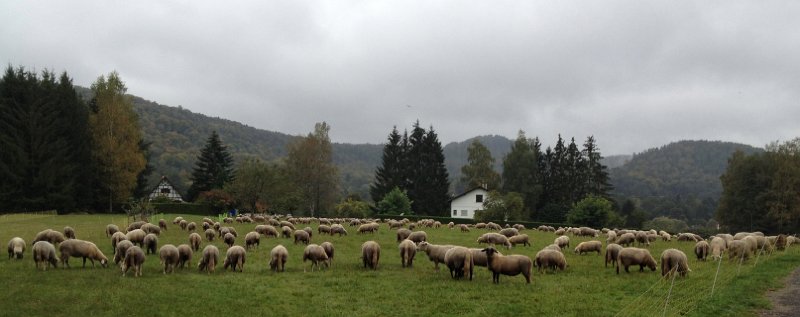 IMG_4580.JPG - Schafe bei Obersteinbach