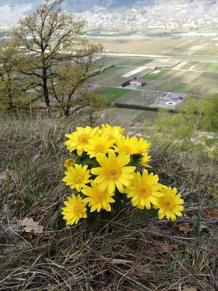 IMG_1124.jpg - Adonis
