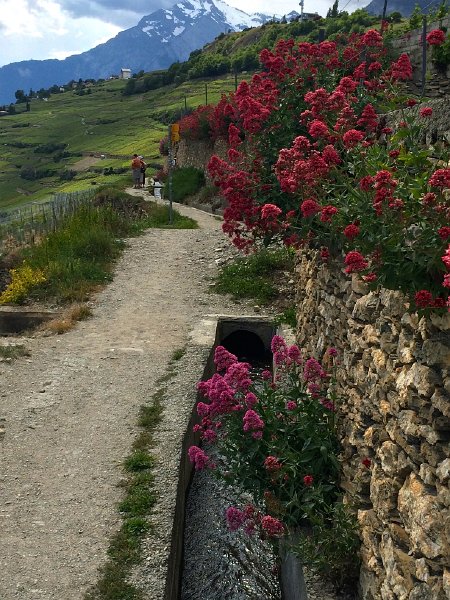 IMG_6456.jpg - Bisse
