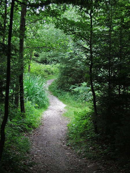 DSCF4421.jpg - Waldpfade