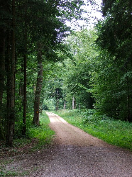 DSCF4425.jpg - Waldstrasse zum Gebenstorfer Horn