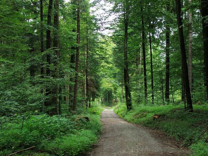 DSCF4429.jpg - Waldstrasse zum Gebenstorfer Horn