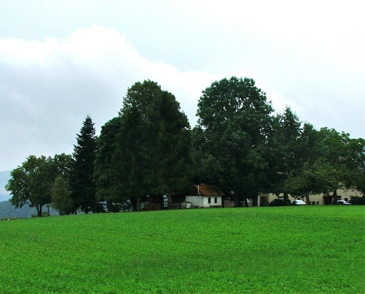 DSCF4490.jpg - Vier Linden
