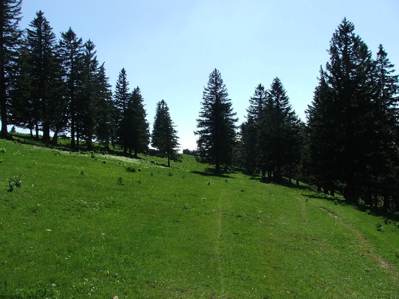 DSCF4083.jpg - Parklandschaft auf der Wandflue