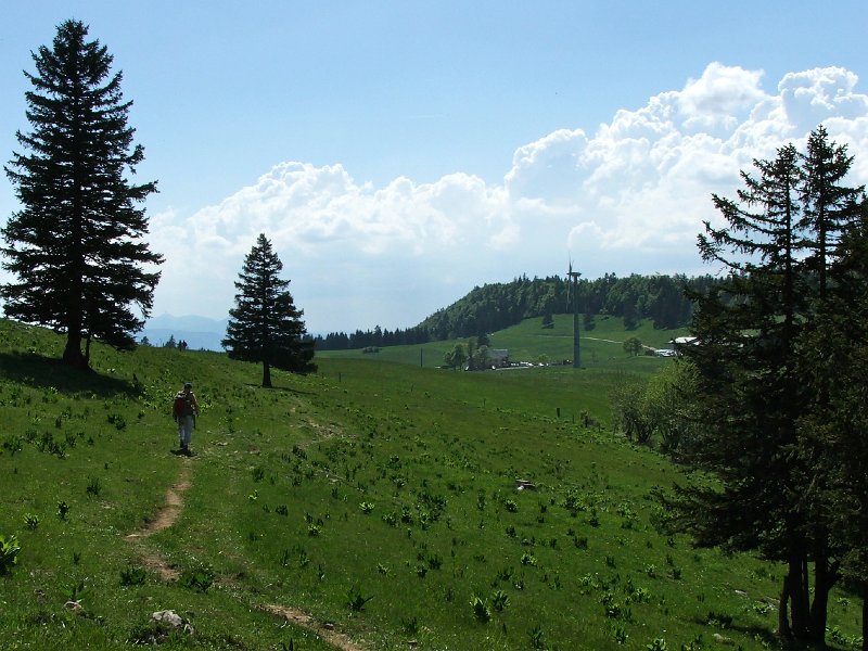 DSCF4088.jpg - Parklandschaft auf der Wandflue