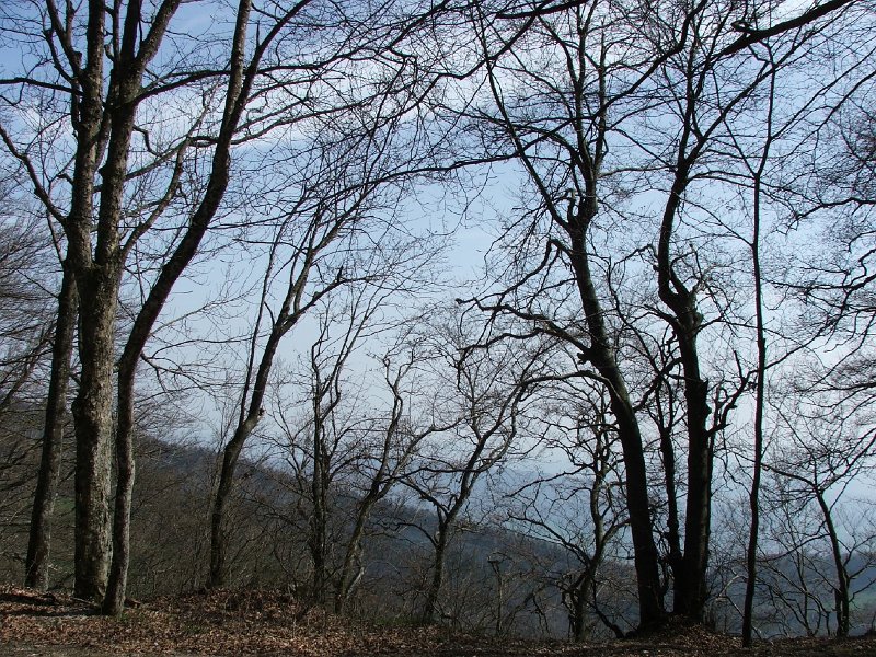 DSCF3854.jpg - Am Punkt 957 auf dem Weg zur Belchenflue; Blick nach S�den