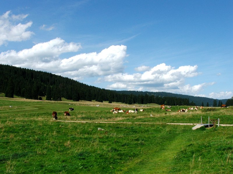 DSCF4659.jpg - Zwischen Bullet und Les Rasses