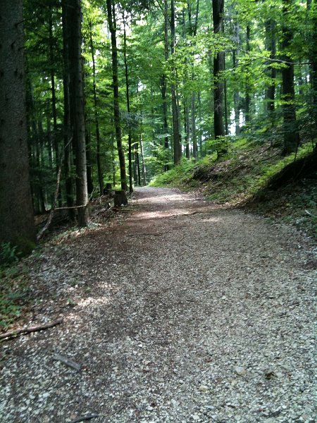 IMG_0038.jpg - Vom L�gernsattel her Abstieg der Nordflanke entlang auf angenehmen Waldwegen.