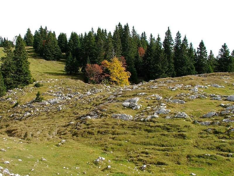 DSCF4823.jpg - Karstfelder am Mont Tendre