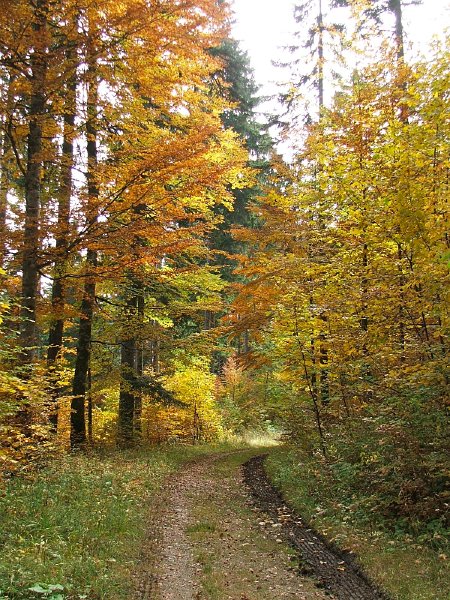 DSCF4835.jpg - Bois d'Oujon