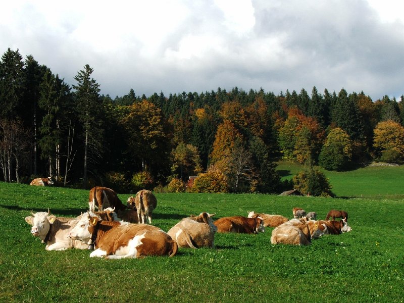 DSCF4749.jpg - Weide auf dem Weg nach Ballaigues