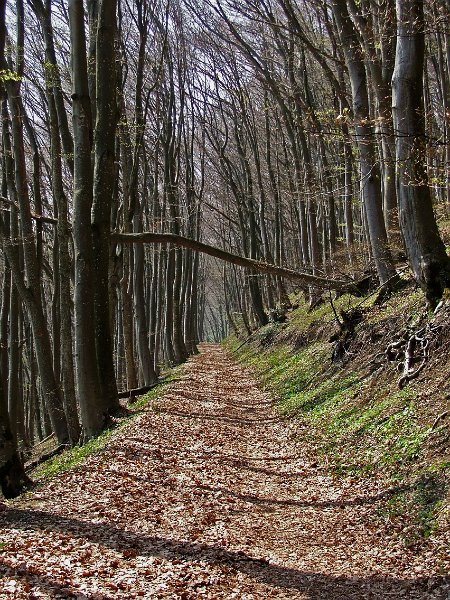 DSCF3803.jpg - Auf dem Weg zum B�nkerjoch