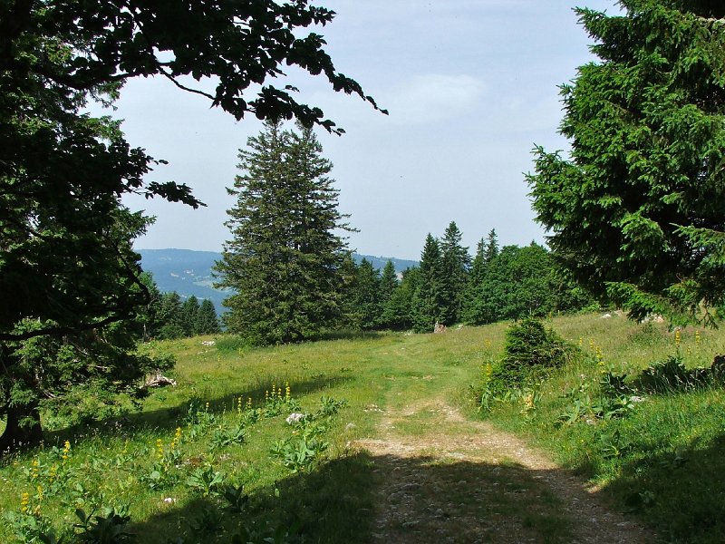 DSCF4306.jpg - Wiesenweg Richtung M�tairie d'Aarberg