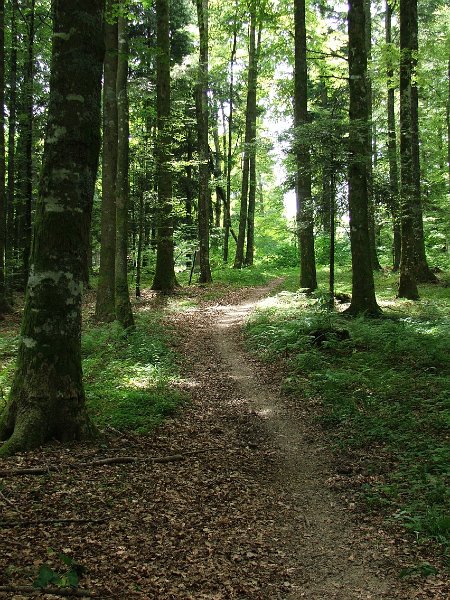 DSCF4327.jpg - Aufstieg durch den Wald nach Les Planches