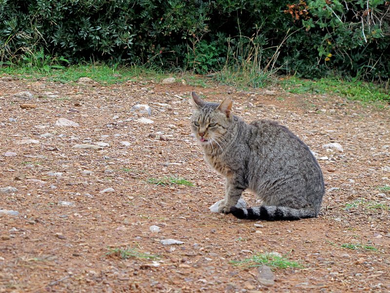 IMG_1923.jpg - Hafenkatze
