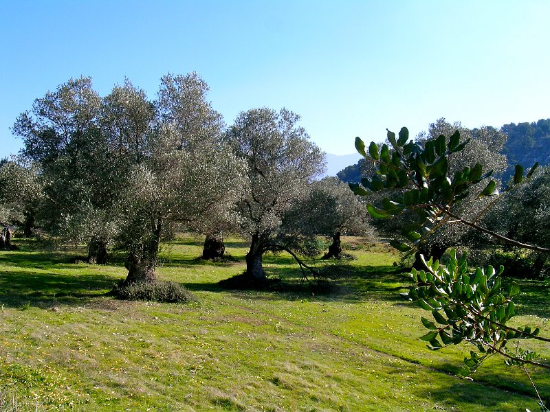 DSCN0549.JPG - Oliven