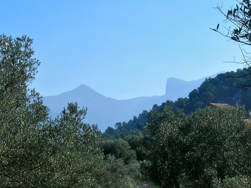DSCN0554.JPG - Oliven