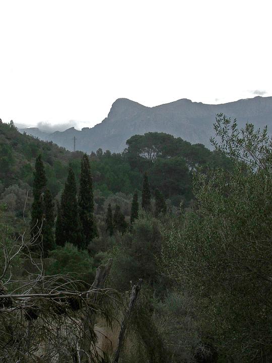 DSCF1899b.jpg - G�rten im Morgenlicht - die Serra d'Alf�bia am Horizont