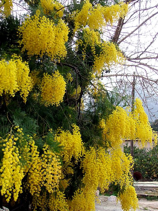 DSCF1906b.jpg - Mimosen