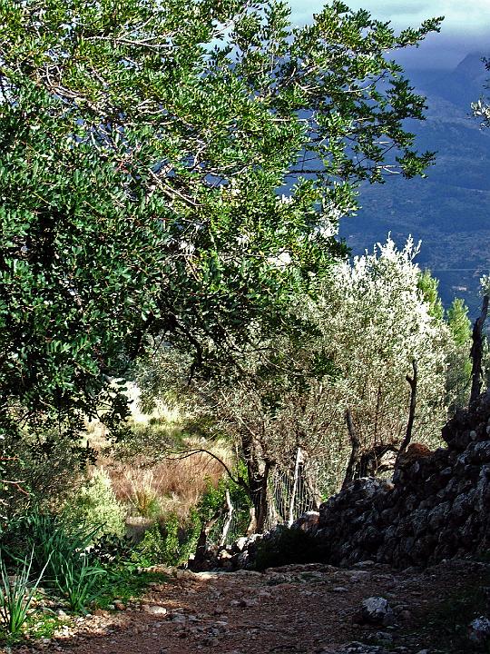 DSCF1936b.jpg - Auf dem Cami de Castello (Dei� - Soll�r)