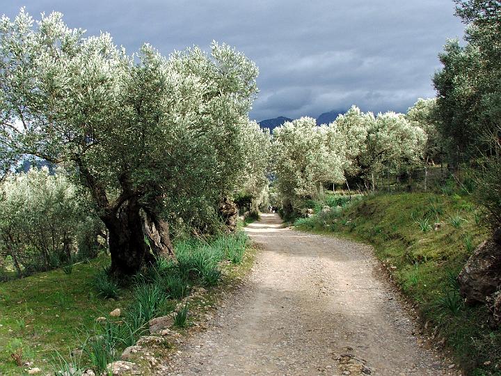 DSCF1950b.jpg - Olivenhain auf dem Weg zum Refugi Muleta (Cap Gros)