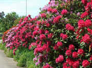 DSCF2346b.jpg (146164 Byte)