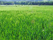 DSCF2360b.jpg (136977 Byte)