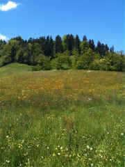 IMG_0266.jpg (82668 Byte)