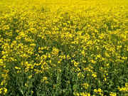 IMG_0296.jpg (137372 Byte)