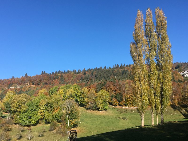 IMG_4603.jpg - Herbstwald im Abstieg