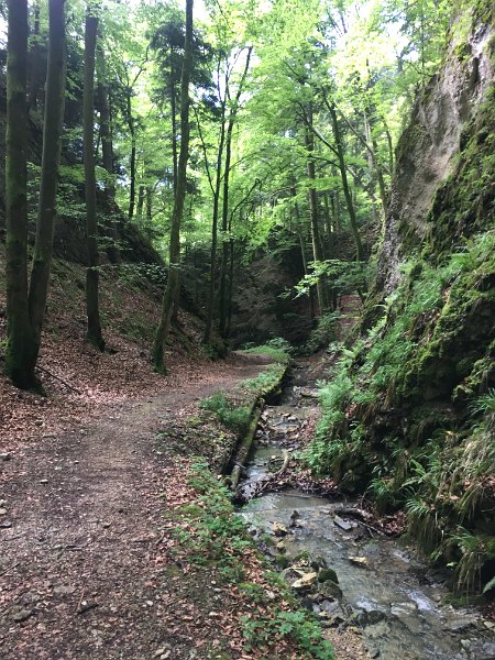 IMG_5637.jpg - Cholersbach bei Asp/B�renwil
