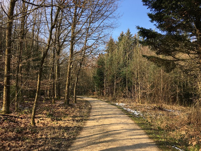 IMG_0983.jpg - Waldweg